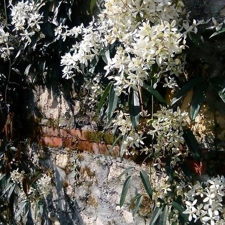 Villa Osmanthus Vicenza Esterno foto